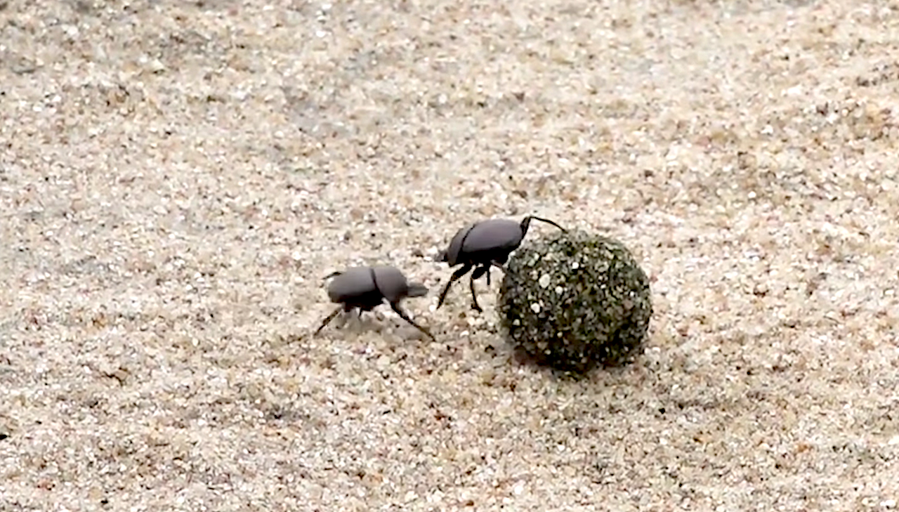 Dung-Beetles-Battle-for-a-Ball-of-Poop-_