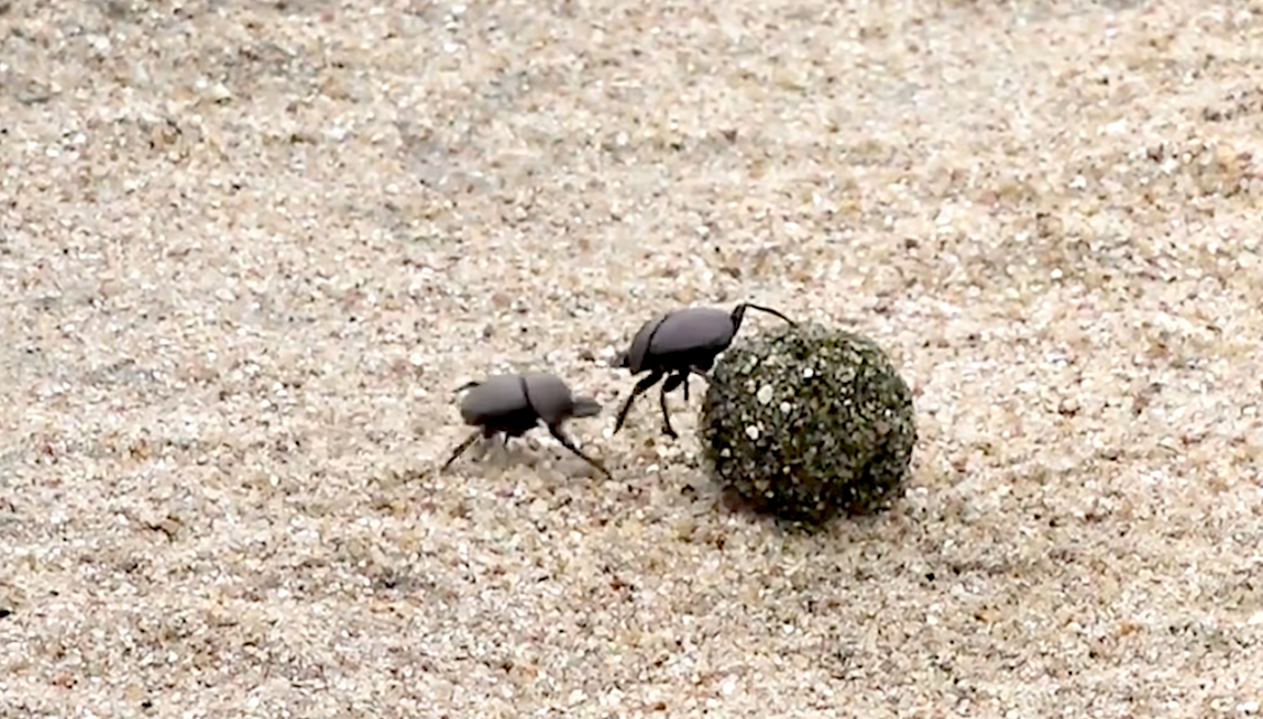 Dung Beetles Battle for a Ball of Poop _ Nat Geo Wild