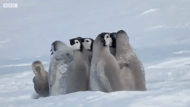 Emperor Penguin Chicks Defense Circle