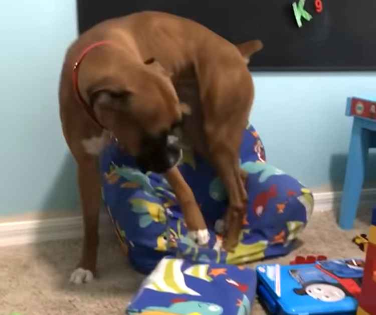 If I Fit, I Sit Boxer Dog Small Chair