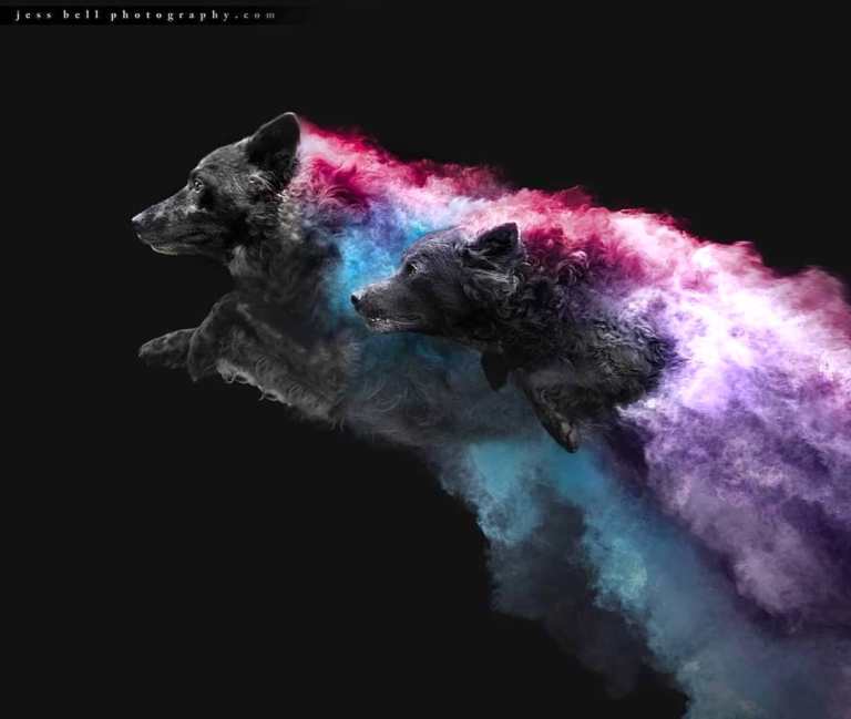 Jess Bell Photography Dogs in Powder