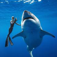 Diver Ocean Ramsey Swims With An Enormous Pregnant Great White Shark 