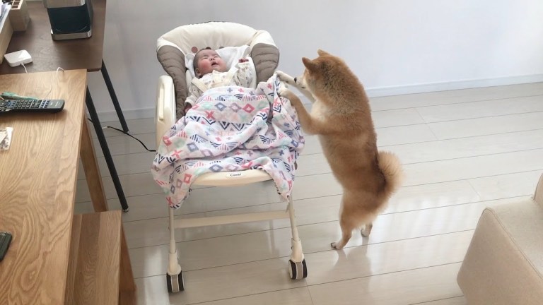 Shiba In Comforts Crying Baby