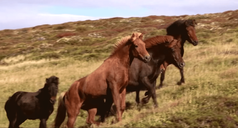 Untamed Horses in Iceland's Mountains _ National Geographic