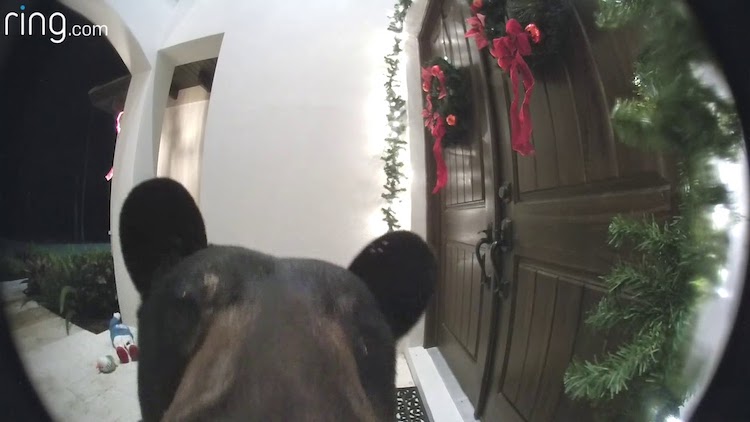 Wayward Bear Rings Video Doorbell