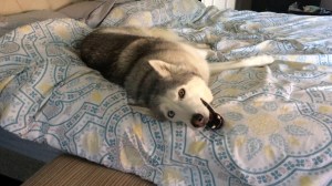 Zeus the Stubborn Husky Won't Get Out of Bed