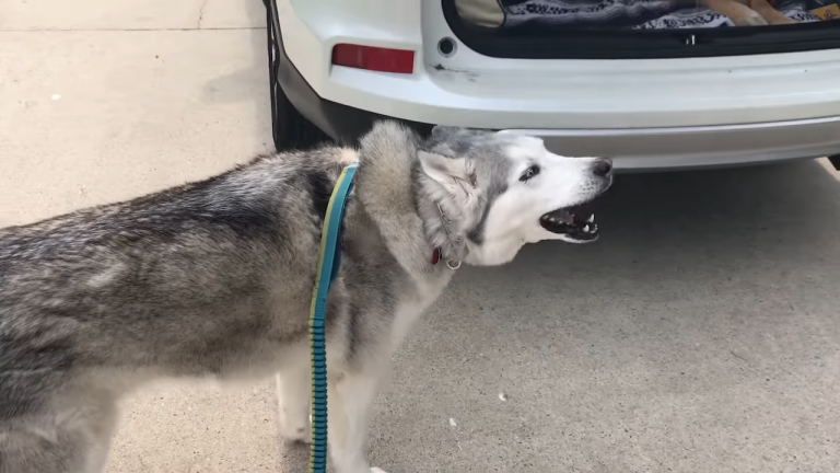 Zeus the Stubborn Husky