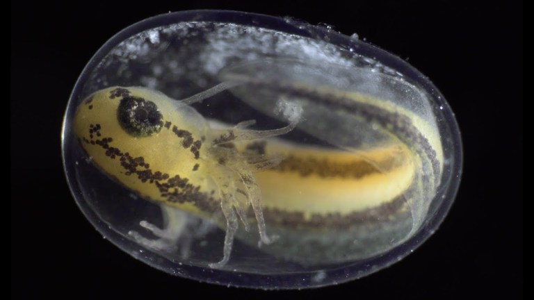 6 minute timelapse zygote to tadpole