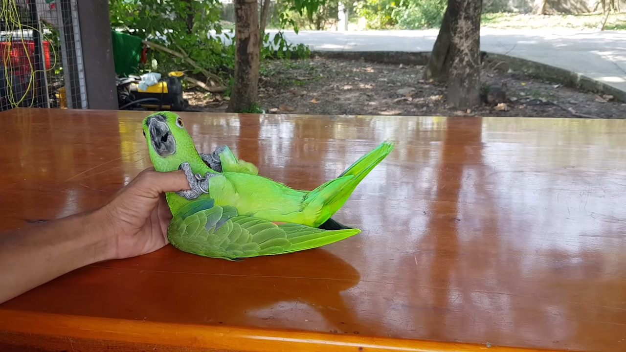 Amazing-Acrobat-Parrot-Somersault-Trick-