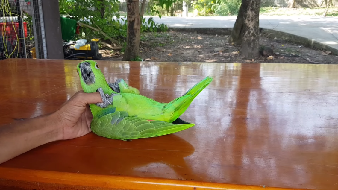 Amazing Acrobat Parrot Somersault Trick