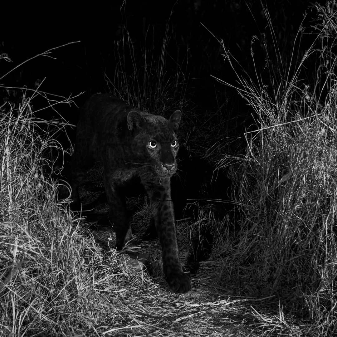 Black Leopard Africa Photographer WillBL