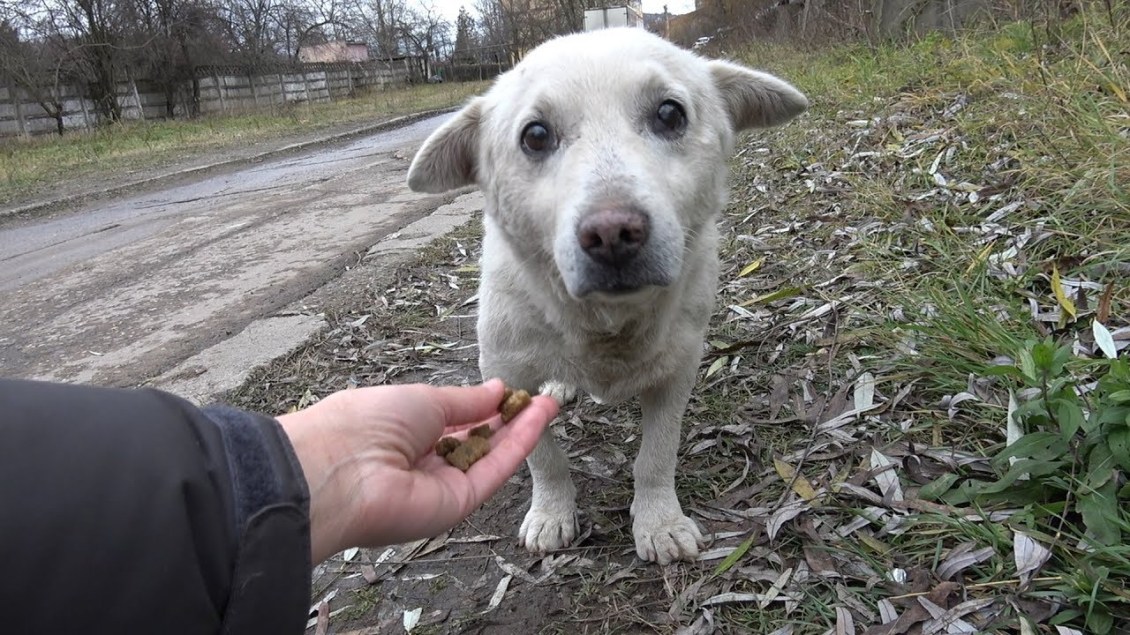 Bobi Romanian Street Dog Rescue