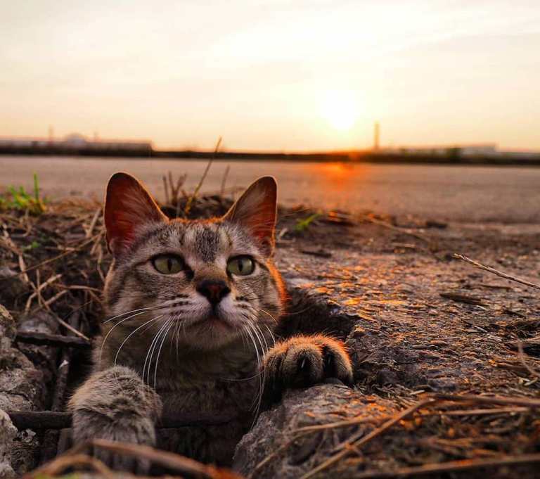 Cat Poking Head Out of Hole