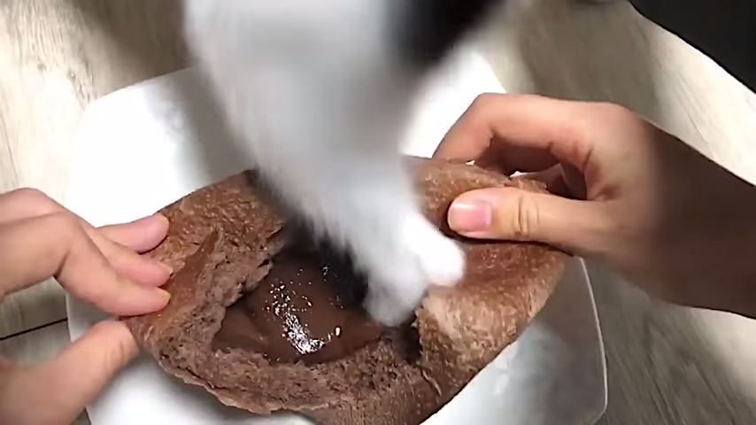 Cat-Stomps-On-Humans-Chocolate-Filled-Ca