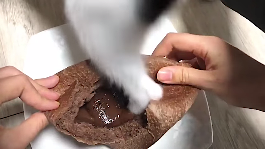 Cat Stomps On Humans Chocolate Filled Cake