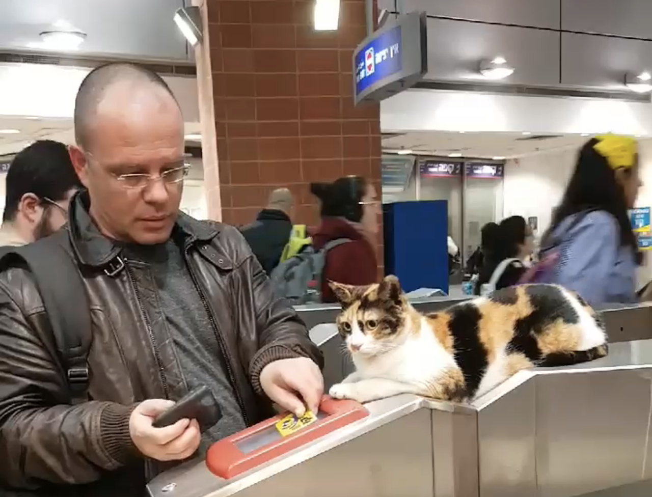 Cat-Watches-Train-Passes-Being-Scanned.p