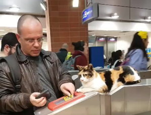 Cat Watches Train Passes Being Scanned