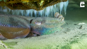 Cuttlefish Guarding Eggs