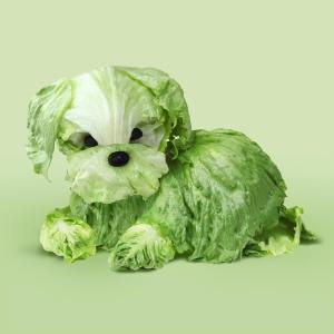 Dog Made Out of Lettuce Helga Stenzel