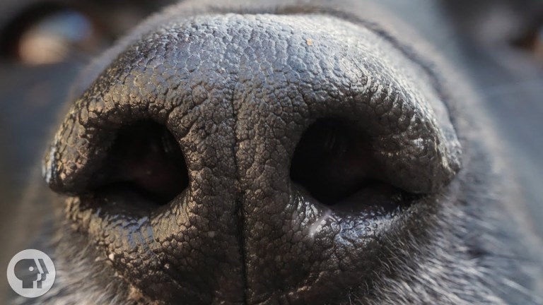 Dog Nose