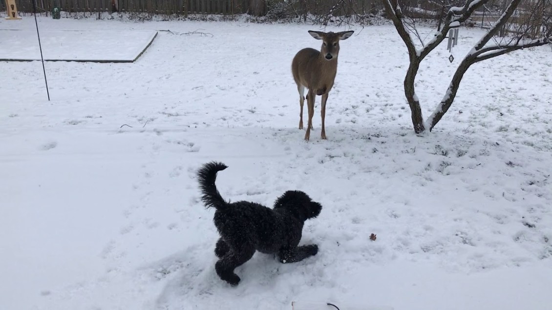 Goldendoodle and Deer