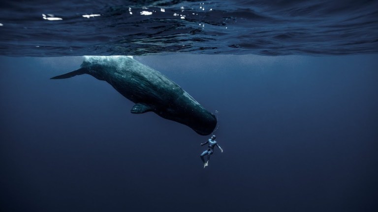 Guillaume Nery One Breath Around the World