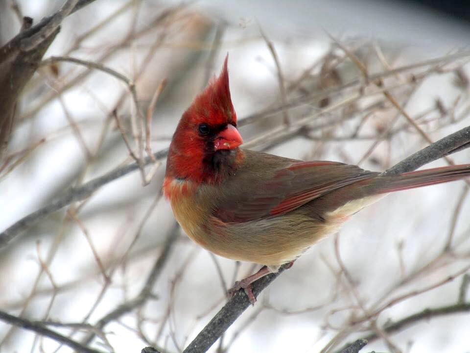 Half-Male Half-Female Cardinal