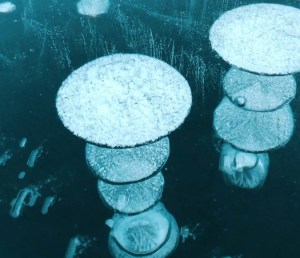 Icy Methane Bubbles Alberta Lake