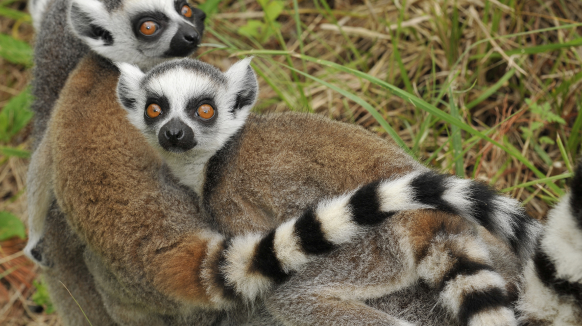 Lemurs.jpg