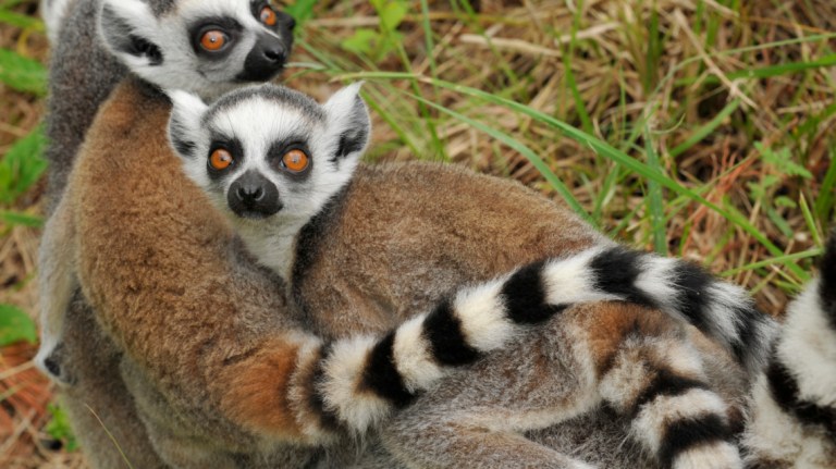 Lemurs