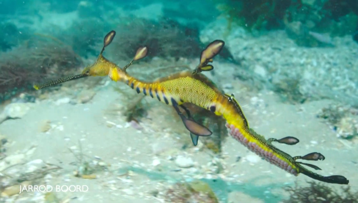Male Sea Dragon Spotted Carrying Eggs On Its Tail