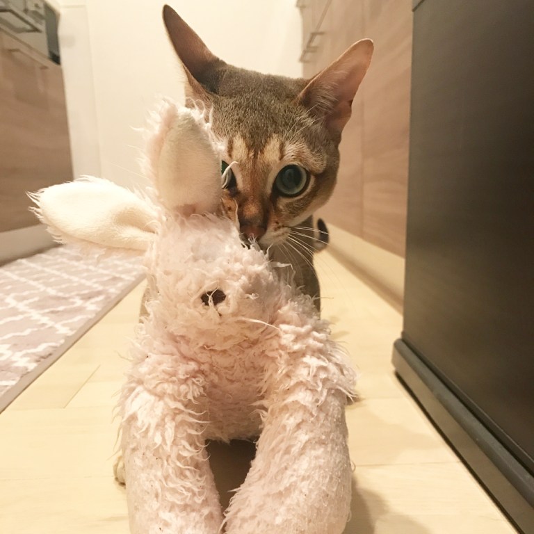 Malt and His Bunny Buddy