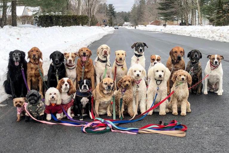 Pack Walk Saratoga Springs