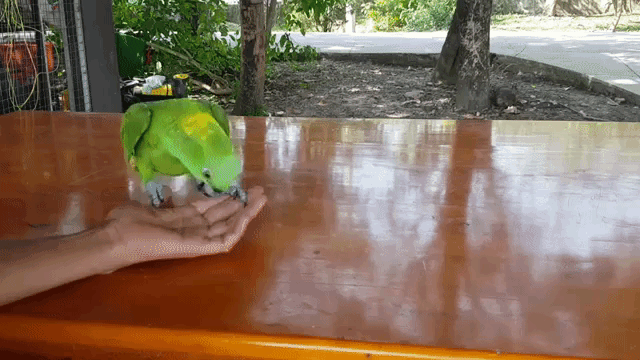 Parrot Somersaults