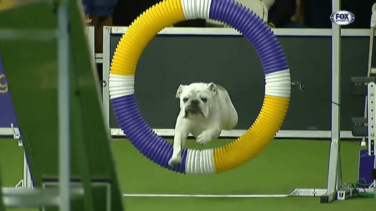 A Surprisingly Agile Bulldog Conquers the Westminster Dog Show Obstacle