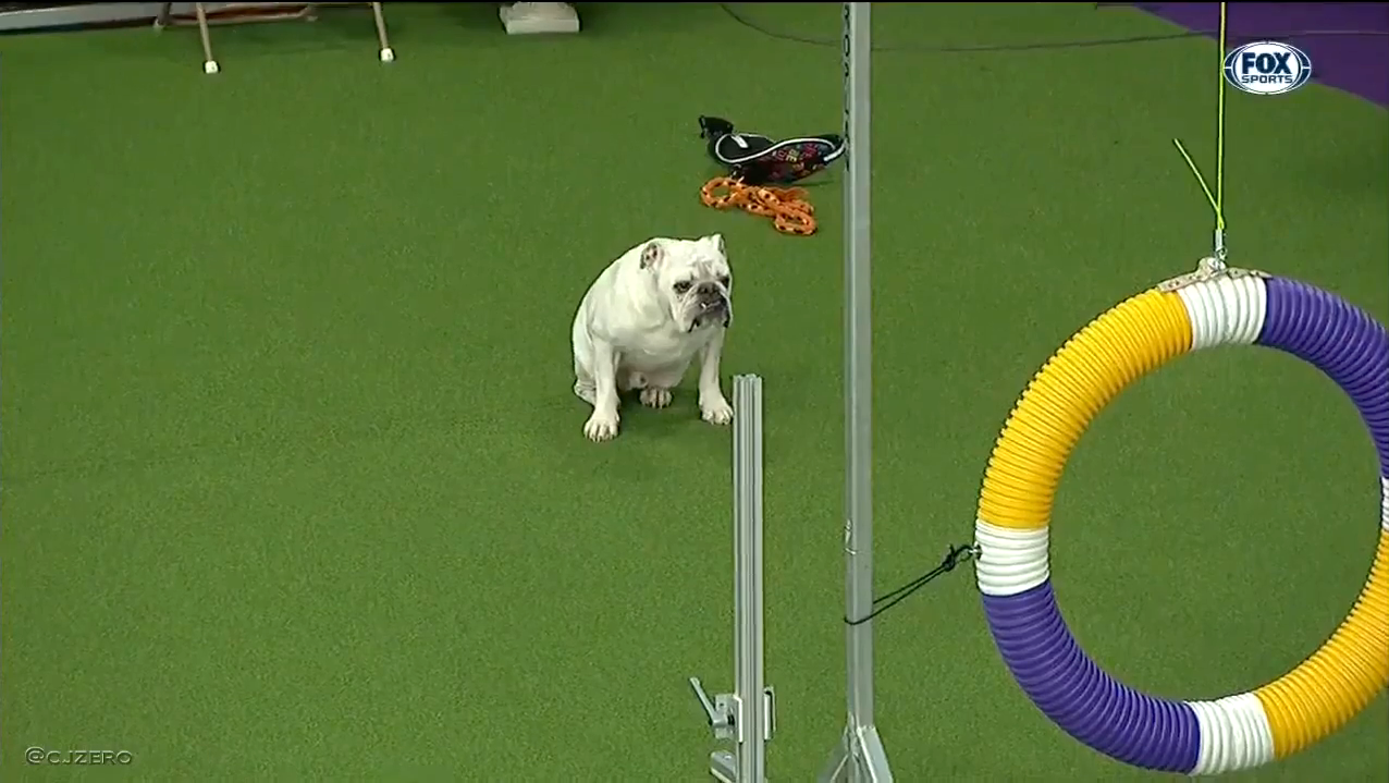 Rudy-the-Bulldog-Runs-Obstacle-Course.pn