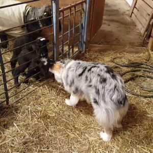 Shepherd Licks Lambs Face