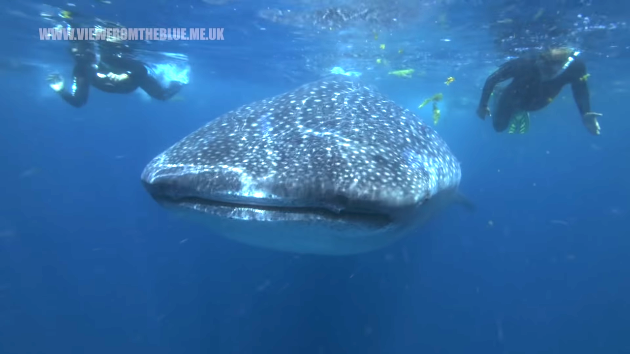 Swimming With Gentle Giant Whale Sharks As They Feed Off Isla