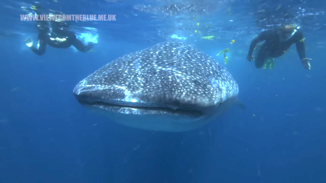 Swimming With Gentle Whale Sharks Mexico