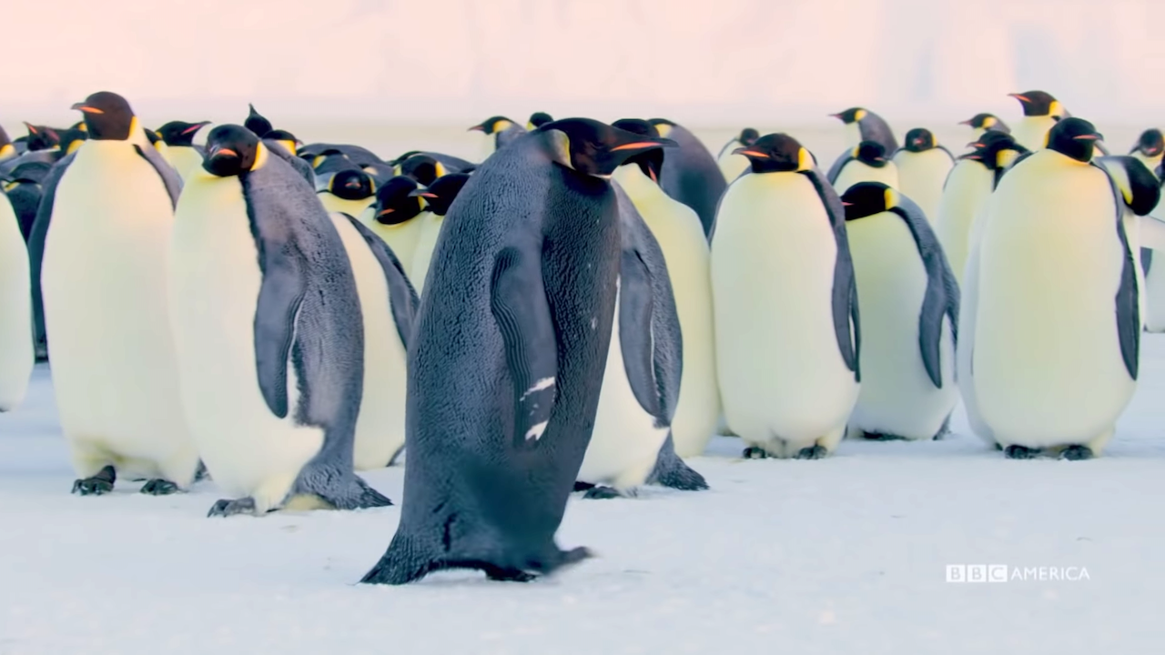 The-Rarest-Penguin-On-Earth-Black-Feathe