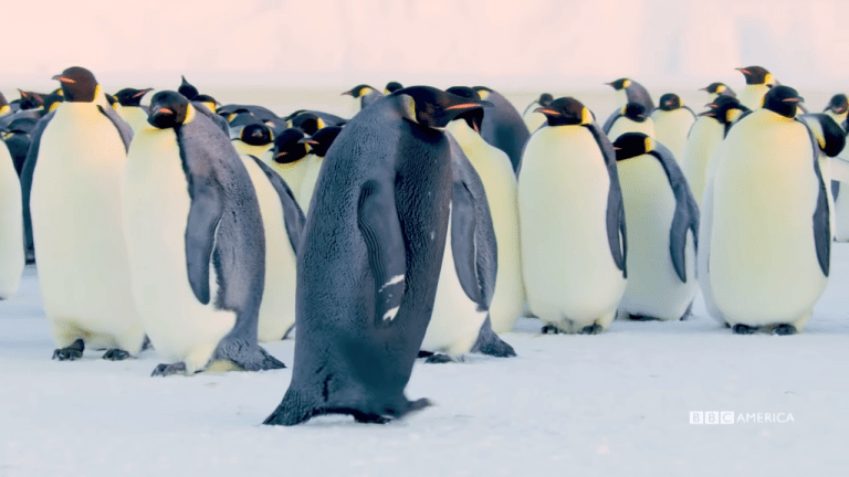 The Rarest Penguin On Earth Black Feathers