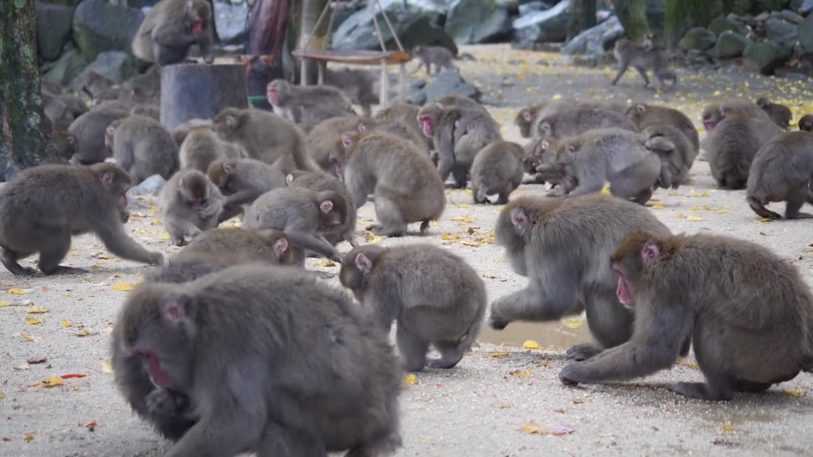 Working at a Japanese Snow Monkey Park Only in Japan