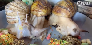 3 Snails Eating Timelapse