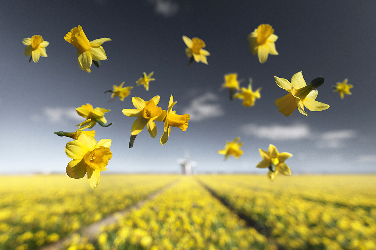 Daffodils-Gravity-Claire-Droppert.jpg