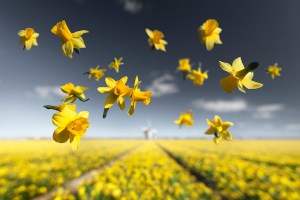 Daffodils Gravity Claire Droppert