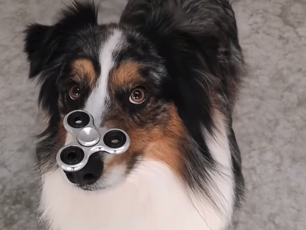 A Steady Dog Masters the Art of the Fidget Spinner