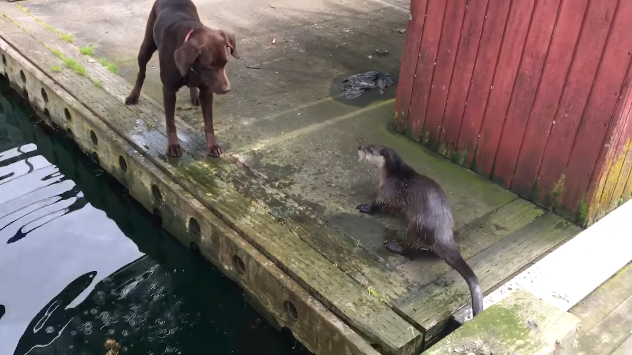 Dog-Plays-With-Otter.png