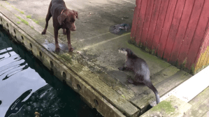 Dog Plays With Otter