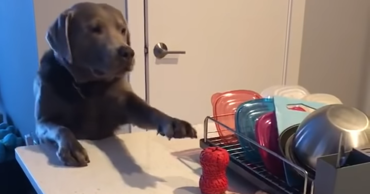 Dog Reaches For Toy