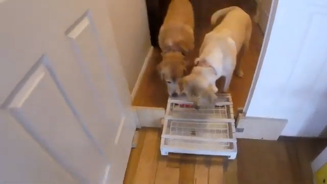 Dogs Figure Out Two Dimensional Treat Game